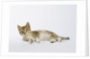 Relaxed Kitten by Anonymous