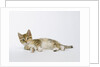Relaxed Kitten by Anonymous