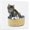 Kittens in Sewing Basket by Anonymous