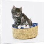 Kittens in Sewing Basket by Anonymous