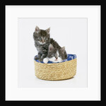 Kittens in Sewing Basket by Anonymous
