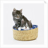 Kittens in Sewing Basket by Anonymous