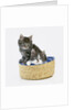 Kittens in Sewing Basket by Anonymous