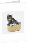 Kittens in Sewing Basket by Anonymous