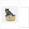 Kittens in Sewing Basket by Anonymous