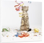 Kitten at Party by Anonymous