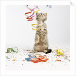 Kitten at Party by Anonymous
