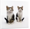 Pair of Kittens by Anonymous