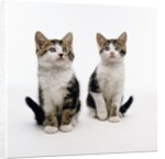 Pair of Kittens by Anonymous