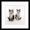 Pair of Kittens by Anonymous