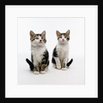 Pair of Kittens by Anonymous