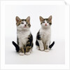 Pair of Kittens by Anonymous