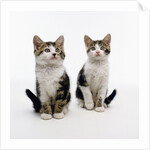 Pair of Kittens by Anonymous