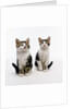 Pair of Kittens by Anonymous