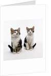 Pair of Kittens by Anonymous