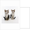 Pair of Kittens by Anonymous