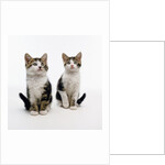 Pair of Kittens by Anonymous