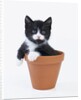 Kitten in Flower Pot by Anonymous