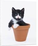 Kitten in Flower Pot by Anonymous