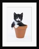 Kitten in Flower Pot by Anonymous