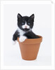 Kitten in Flower Pot by Anonymous