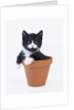 Kitten in Flower Pot by Anonymous