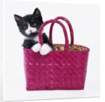 Kitten in Basket by Anonymous