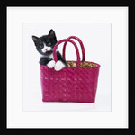 Kitten in Basket by Anonymous