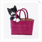 Kitten in Basket by Anonymous
