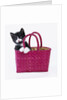 Kitten in Basket by Anonymous