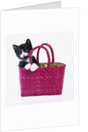 Kitten in Basket by Anonymous