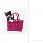 Kitten in Basket by Anonymous