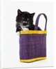 Kitten in a Tote Bag by Anonymous