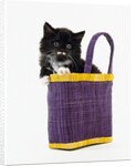 Kitten in a Tote Bag by Anonymous