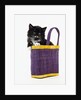 Kitten in a Tote Bag by Anonymous