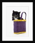 Kitten in a Tote Bag by Anonymous