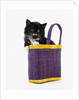 Kitten in a Tote Bag by Anonymous