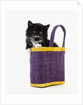 Kitten in a Tote Bag by Anonymous