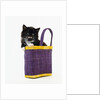 Kitten in a Tote Bag by Anonymous
