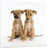 Puppies by Anonymous