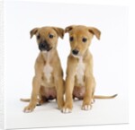 Puppies by Anonymous