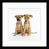 Puppies by Anonymous