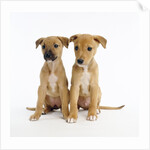 Puppies by Anonymous