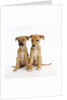 Puppies by Anonymous