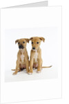 Puppies by Anonymous