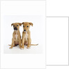 Puppies by Anonymous