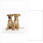 Puppies by Anonymous