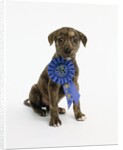 Pit Bull Puppy with 1st Place Ribbon by Anonymous