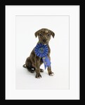 Pit Bull Puppy with 1st Place Ribbon by Anonymous