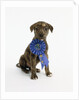 Pit Bull Puppy with 1st Place Ribbon by Anonymous